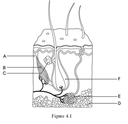 (Answered) The layer responsible for whorled ridges on the epidermal ...