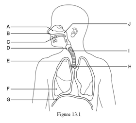 (Answered) The diaphragm muscle is indicated by